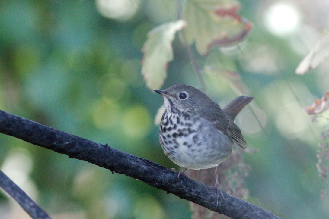 Hermit Thrush