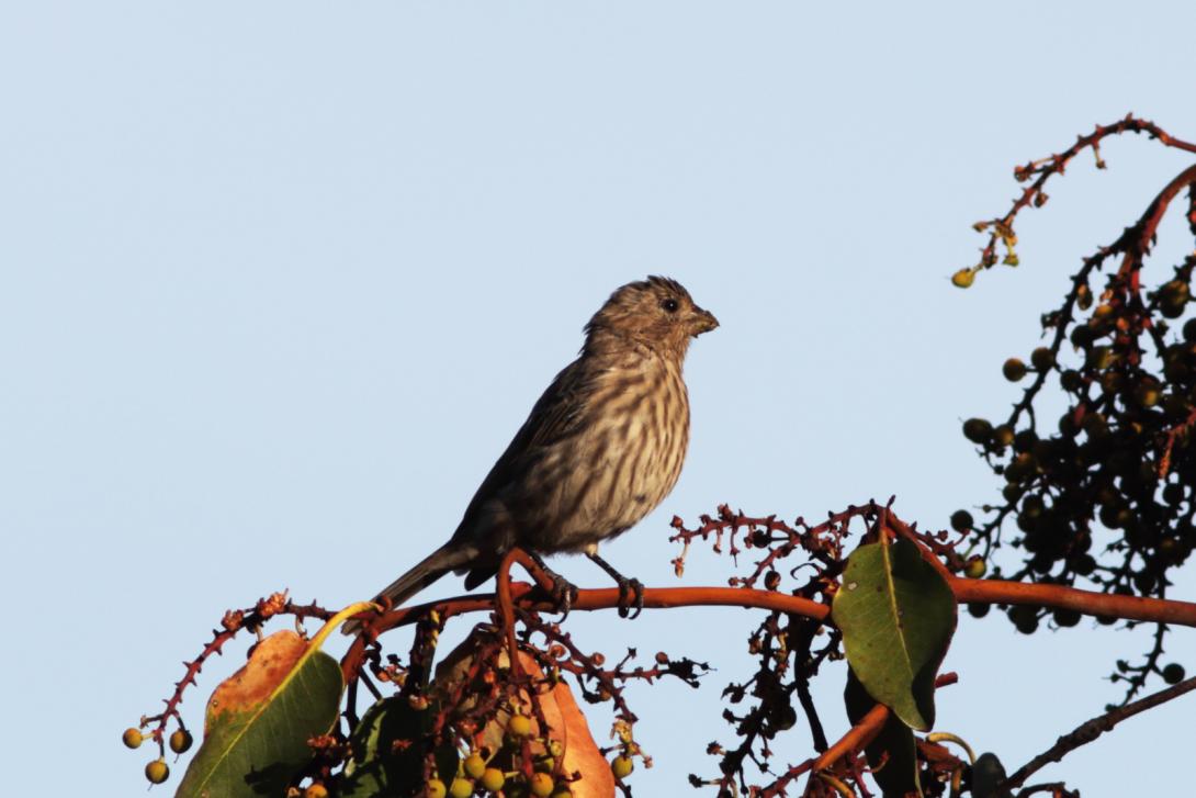 House Finch (female)