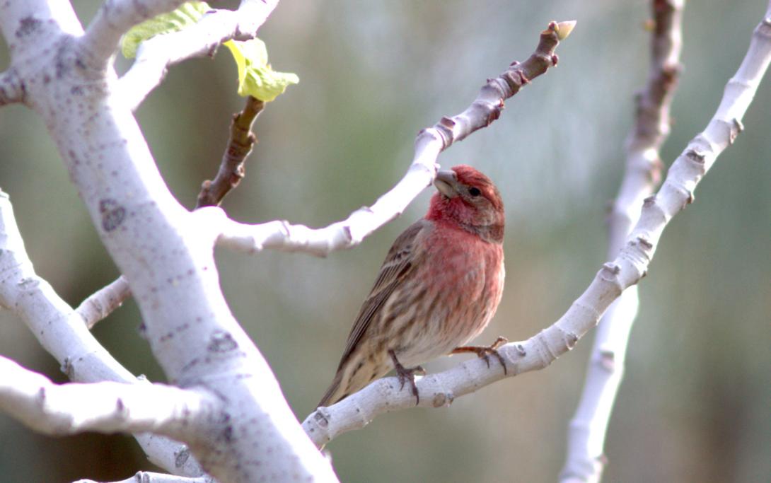House Finch (male)