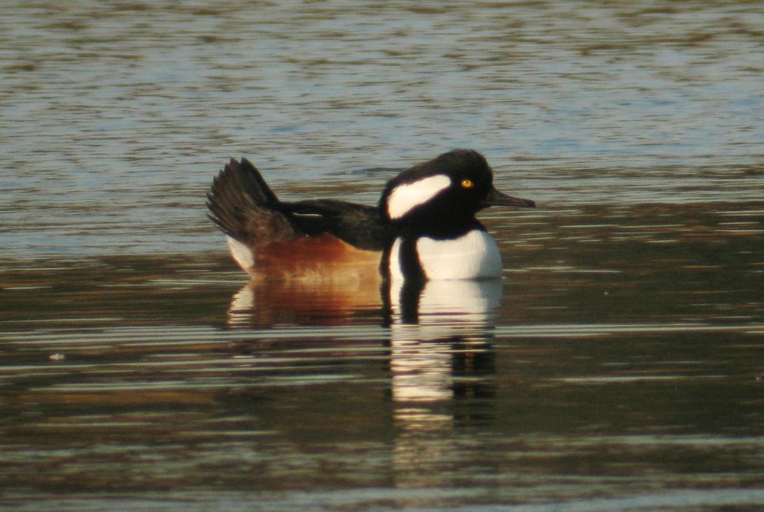 Hooded Merganser (male)