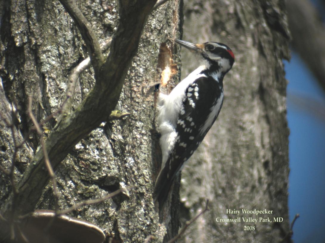Hairy Woodpecker