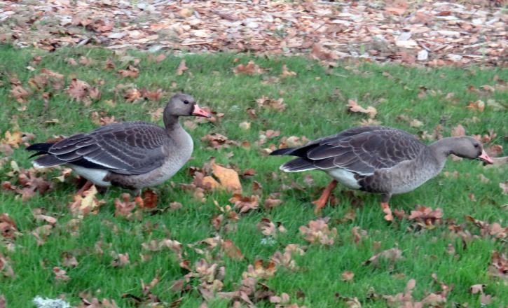 Greater White-fronted Goose