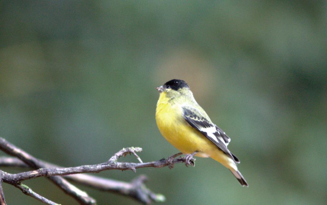 Lesser Goldfinch (male)