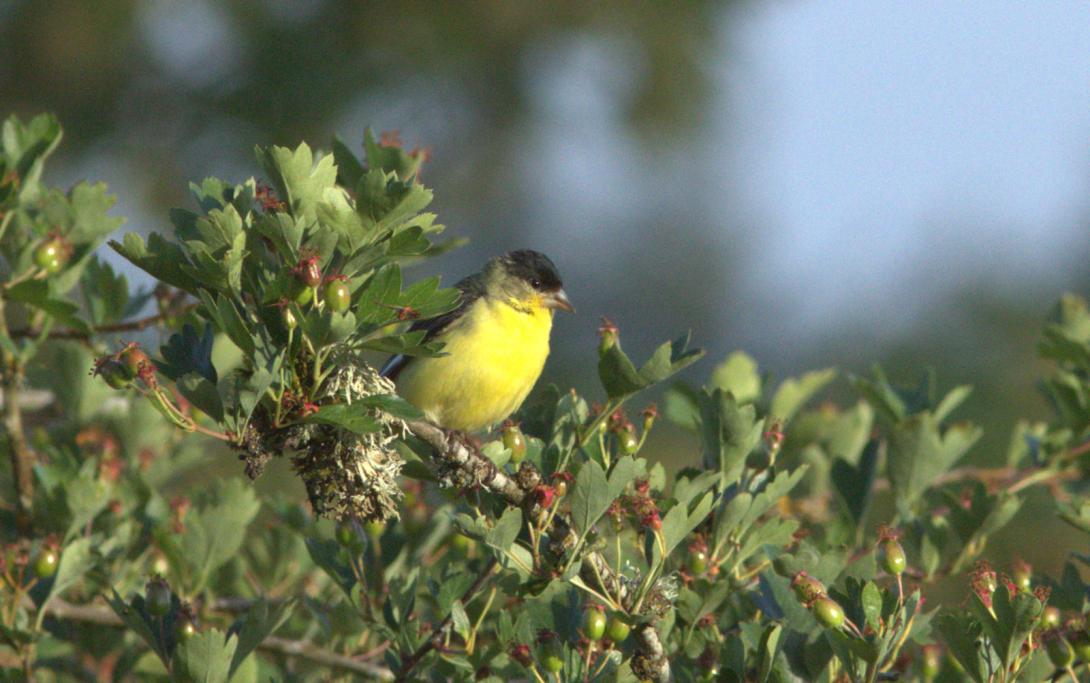 Lesser Goldfinch (male)