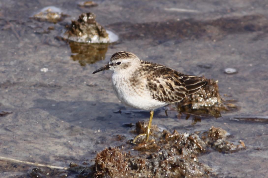 Least Sandpiper