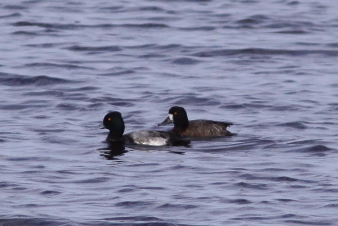 Lesser Scaup