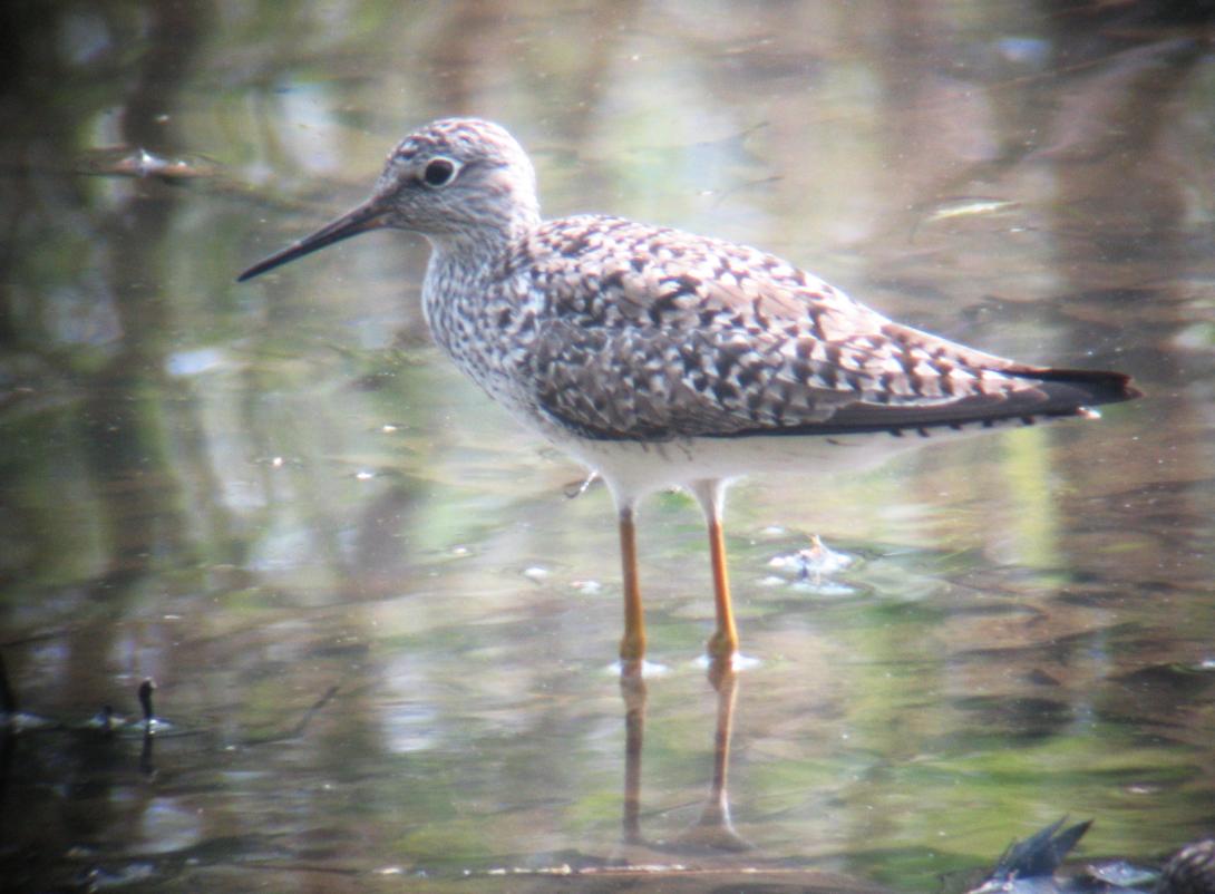 Lesser Yellowlegs