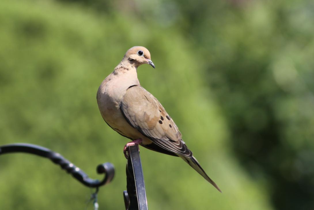 Mourning Dove