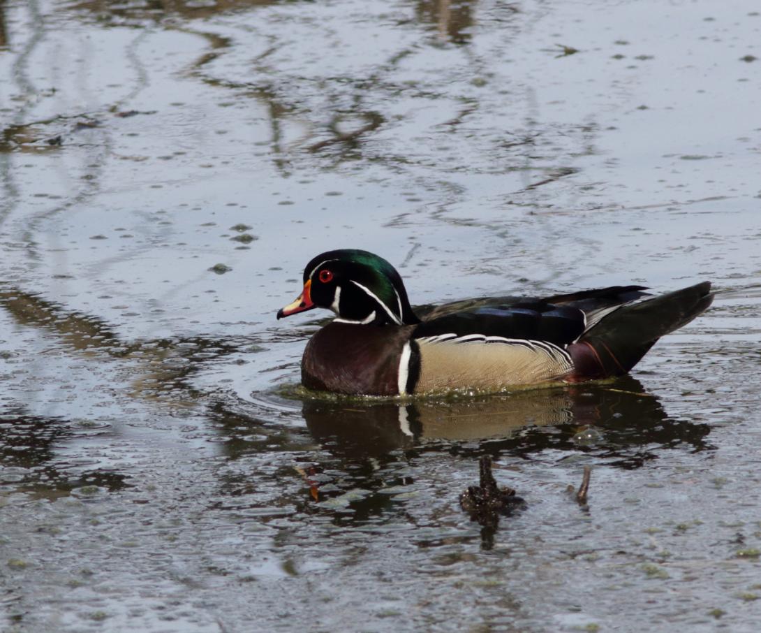 Male Wood Duck