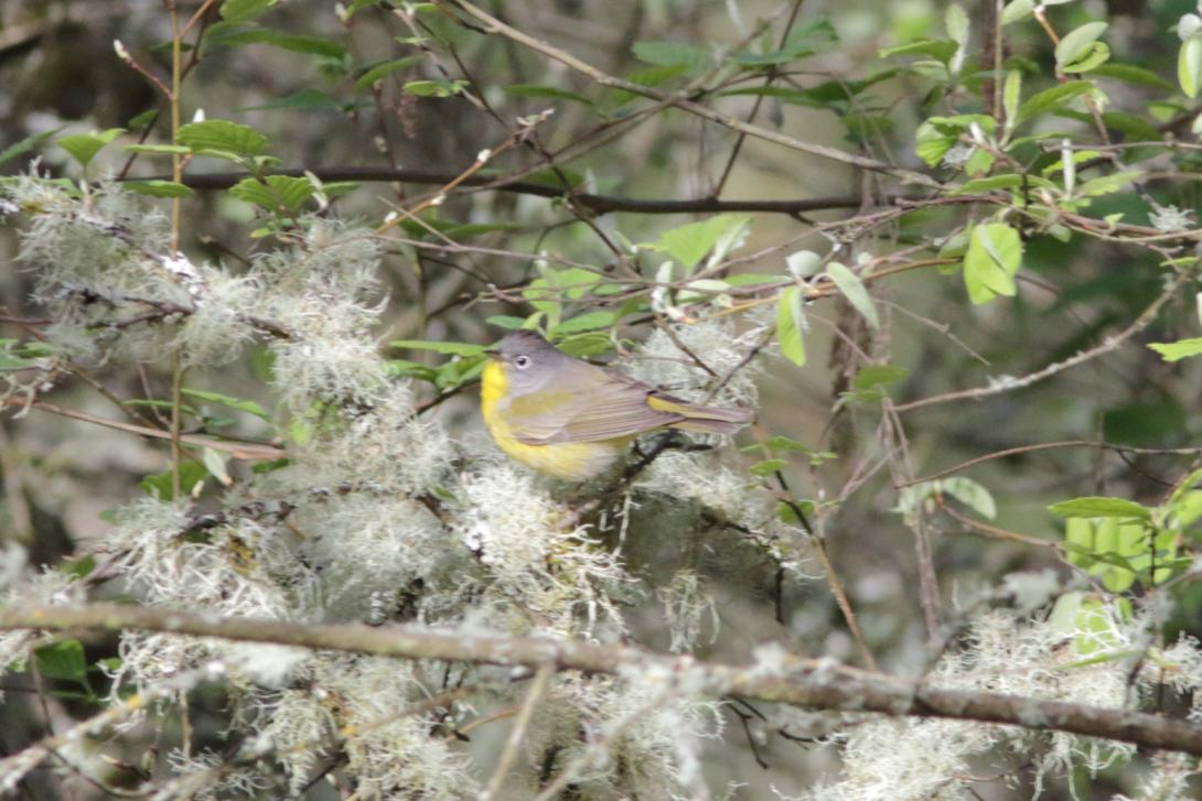 Nashville Warbler