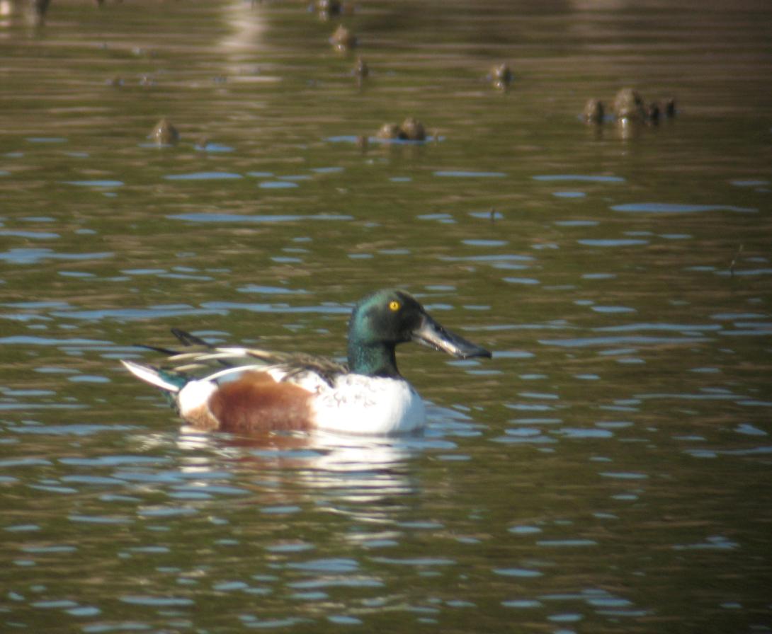 Make Northern Shoveler