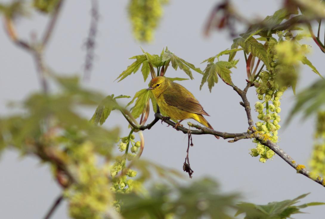 Orange-crowned Warbler