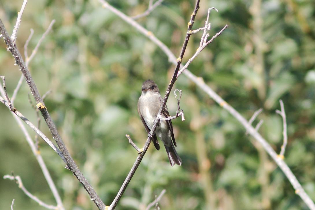 Olive-sided Flycatcher