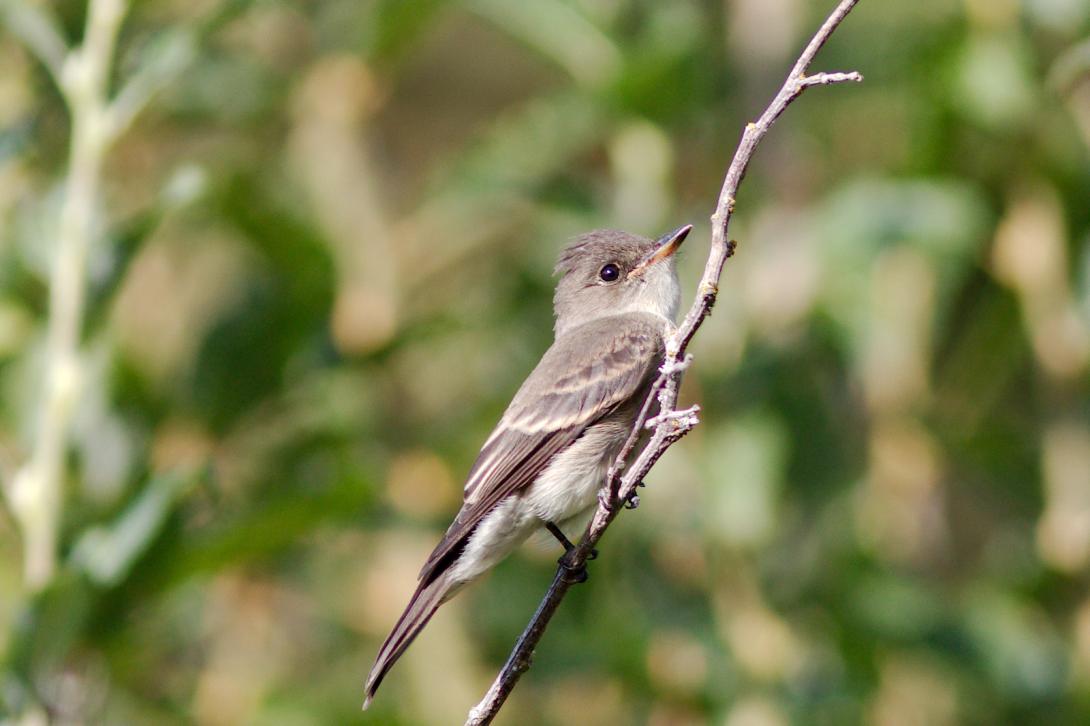 Olive-sided Flycatcher