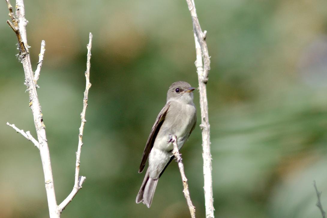 Olive-sided Flycatcher