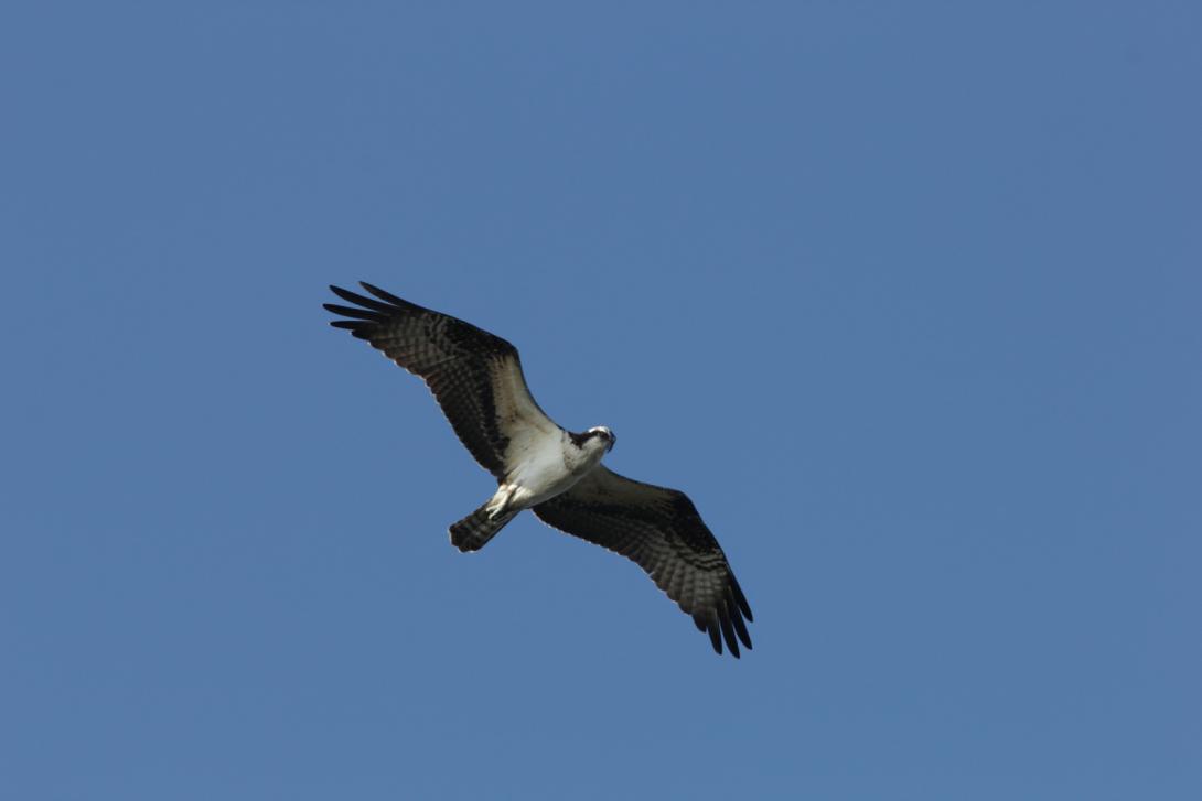 Osprey