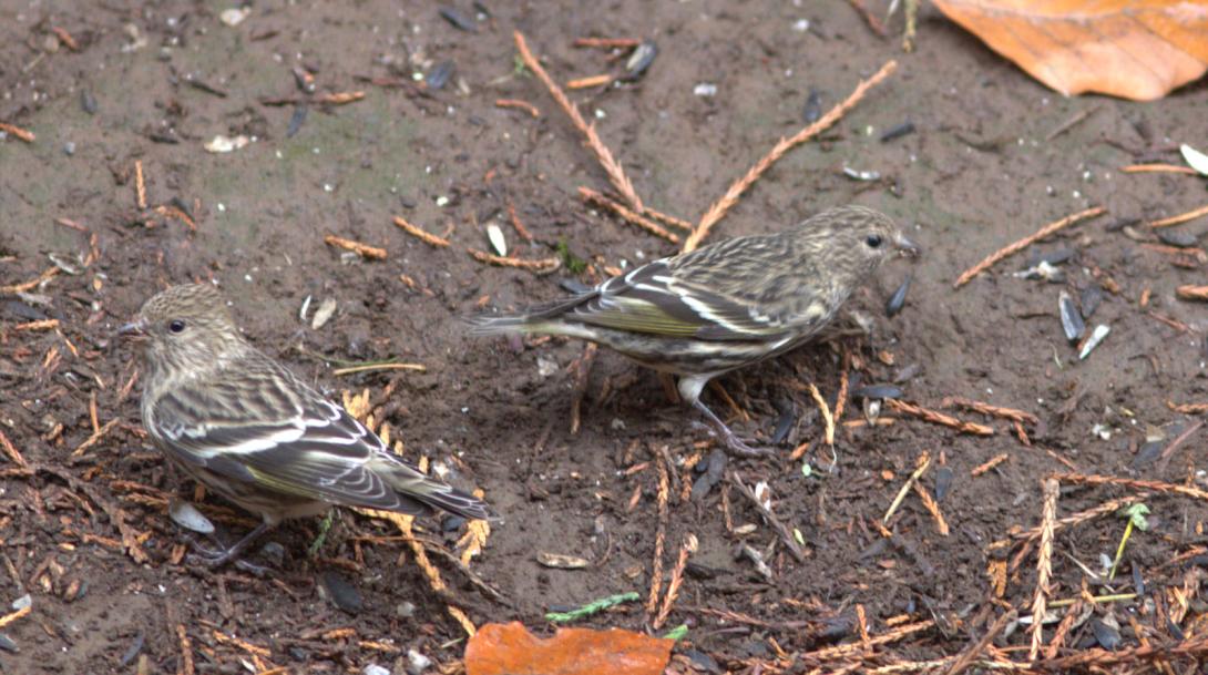 Pine Siskins