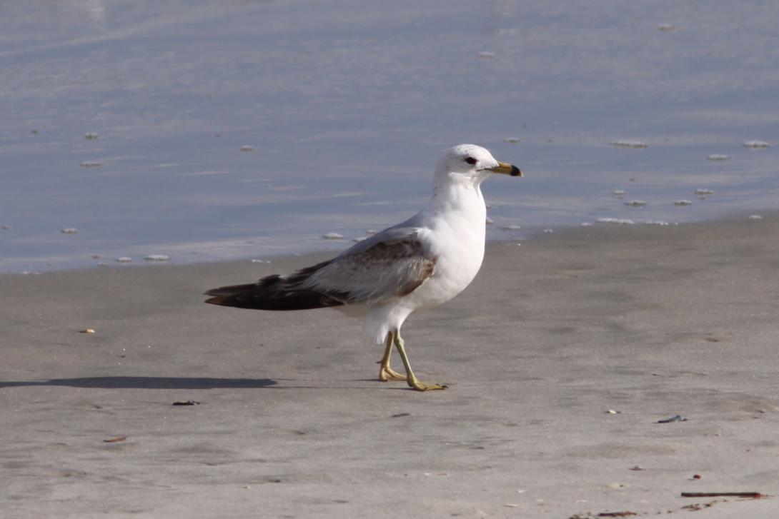 Ring-billed Gull