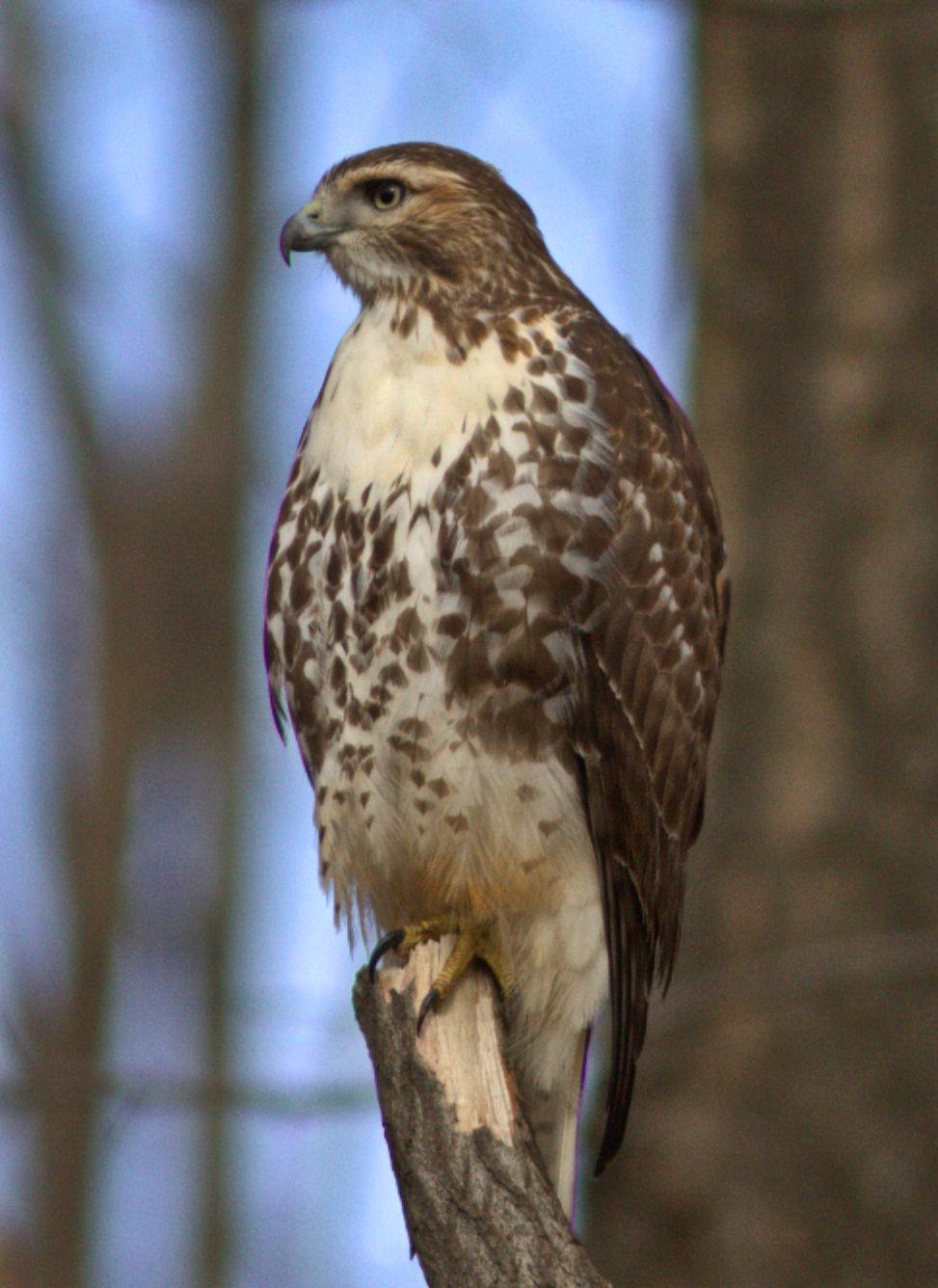 Red-tailed Hawk