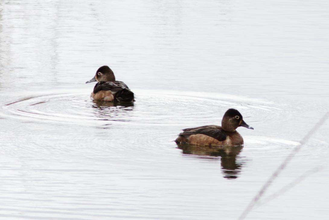 Ring-necked Ducks