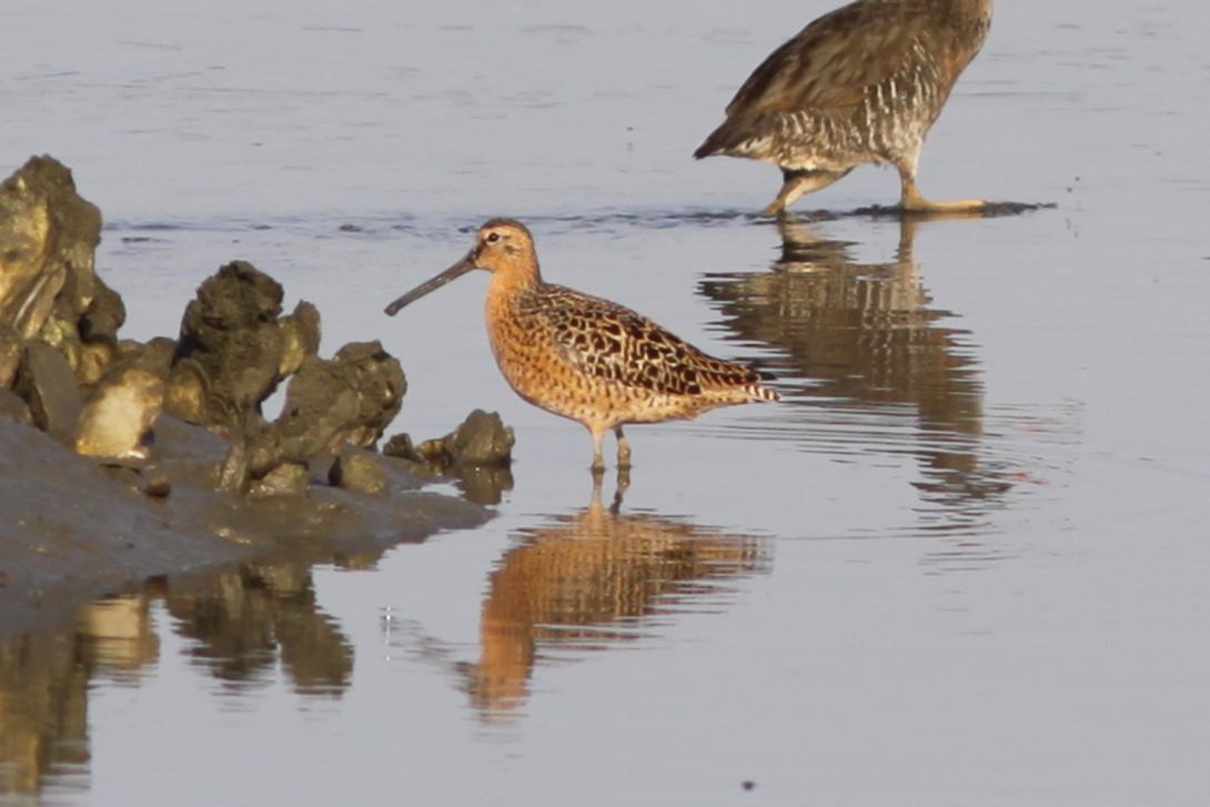 Short-billed Dowitcher