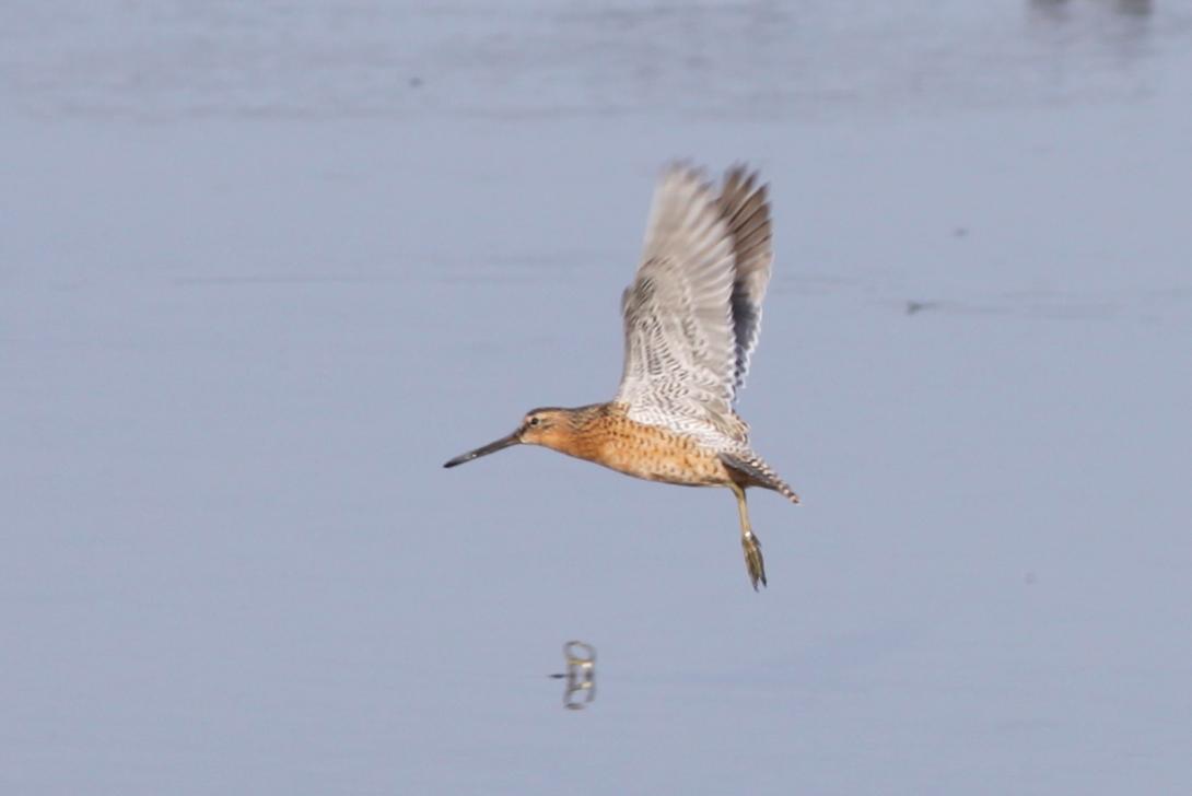 Short-billed Dowitcher in flight