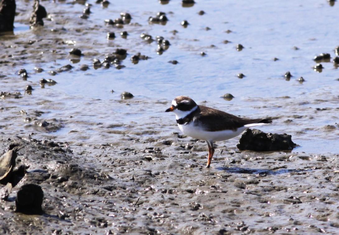 Semipalmated Plover