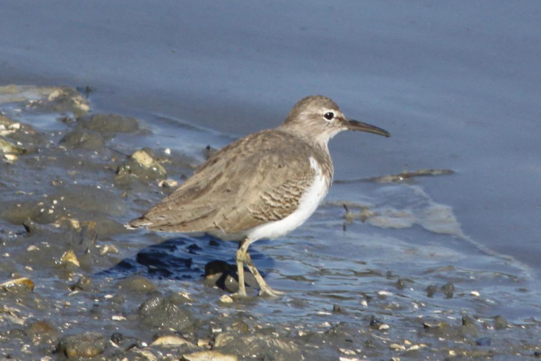 Spotted Sandpiper