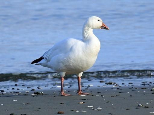 Snow Goose Photo