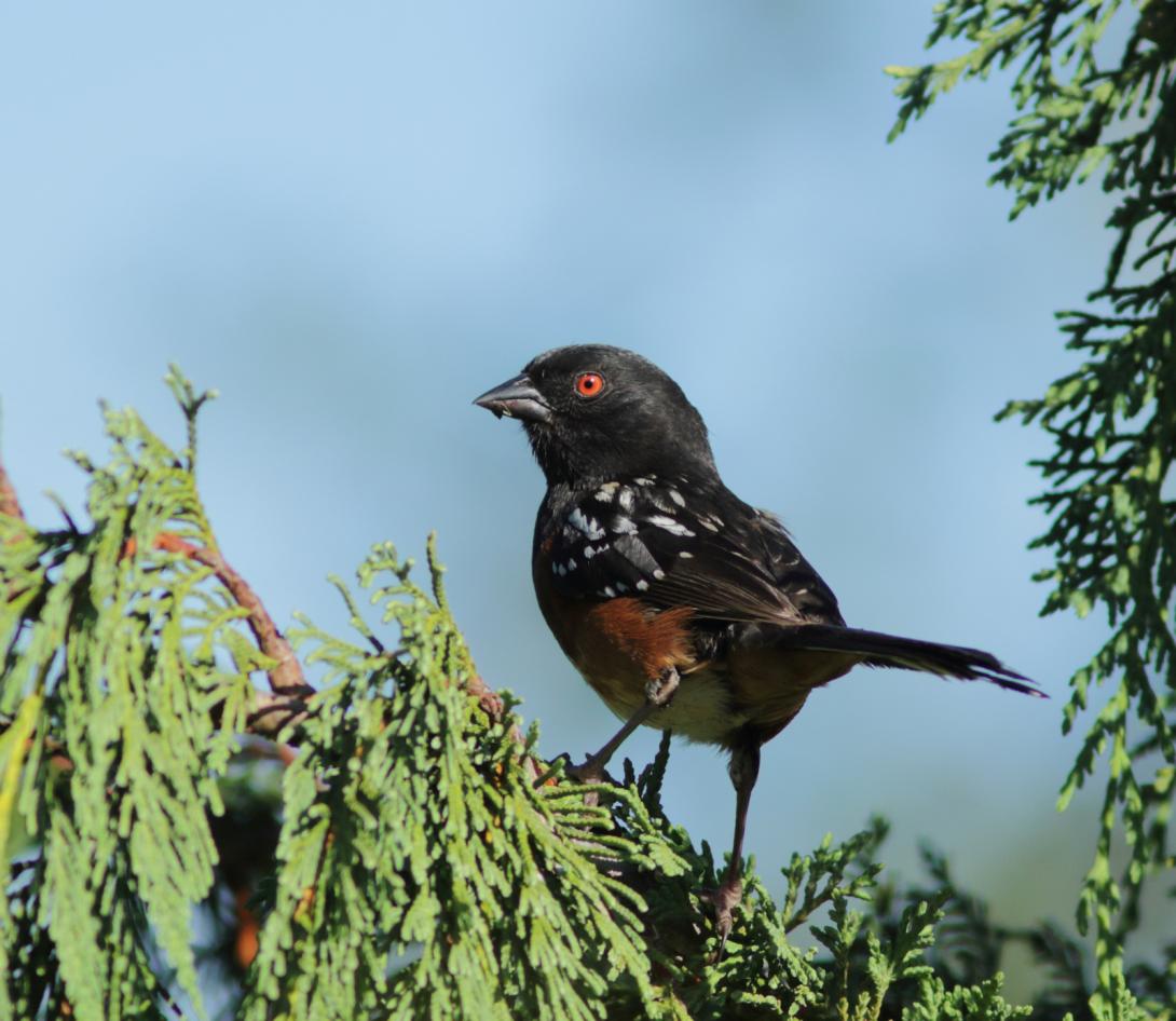 Male Spotted Towhee