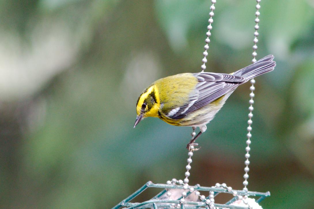 Townsend’s Warbler