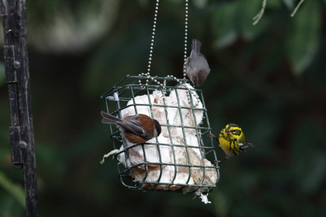 Townsend’s Warbler, Chestnut-backed Chickadee, Bushtit