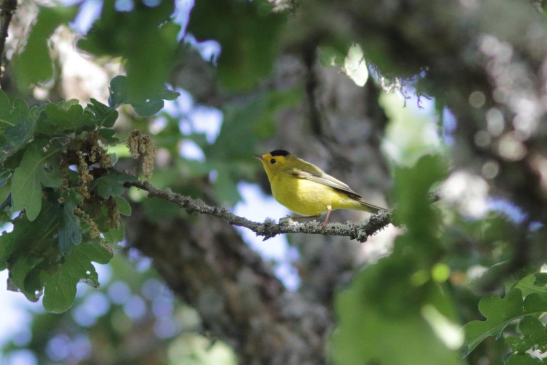 Wilson’s Warbler