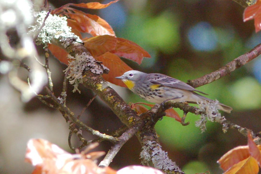 Yellow-rumped Warbler