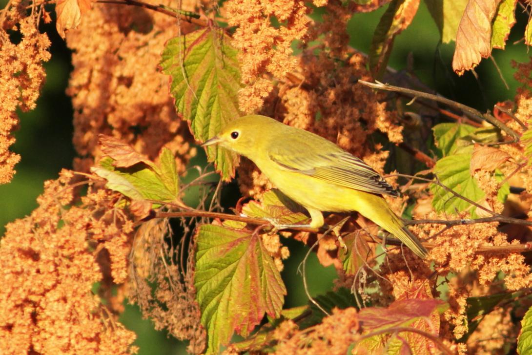 Female Yellow Warbler