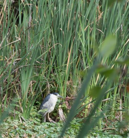 Black-crowned Night Heron