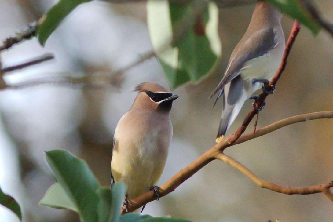 Male Cedar Waxwing