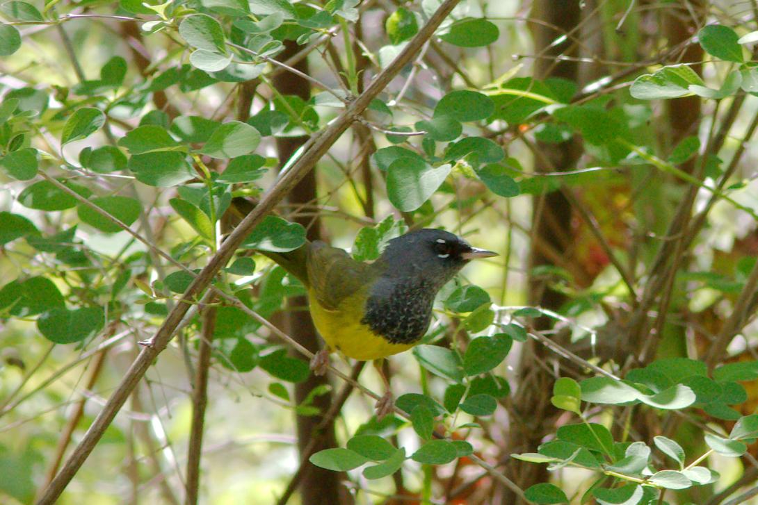 MacGillivray’s Warbler